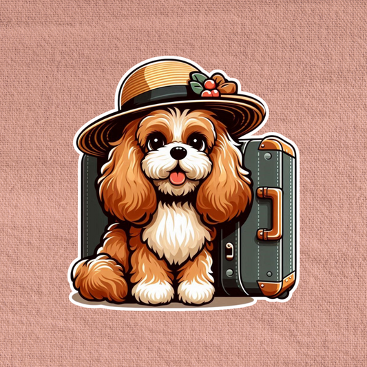 Travelling Cavapoo