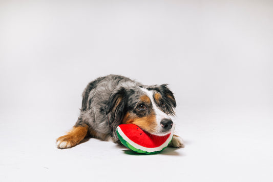 Wagging Watermelon - P.L.A.Y.