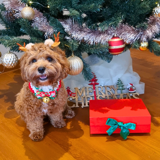 Limited Edition Christmas Box - Pre Sale