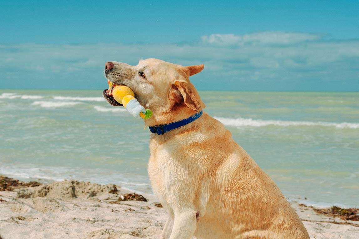 Canine Cerveza - P.L.A.Y