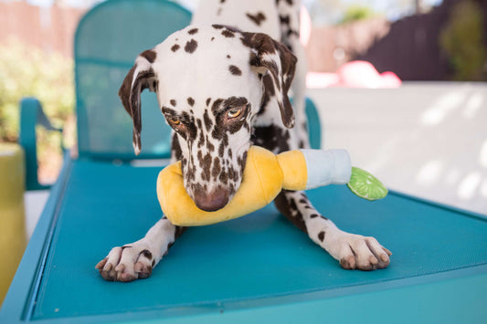 Canine Cerveza - P.L.A.Y