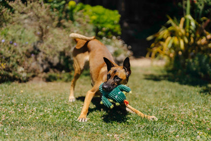 Prickly Pup Cactus - P.L.A.Y