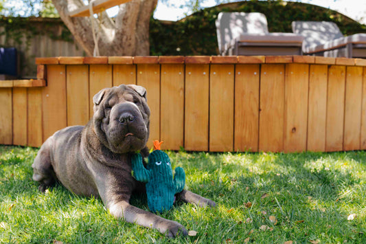 Prickly Pup Cactus - P.L.A.Y