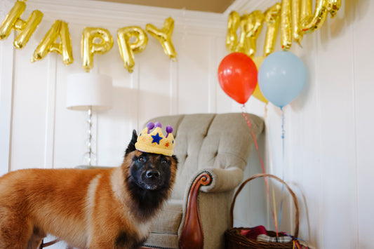 Canine Crown - P.L.A.Y.